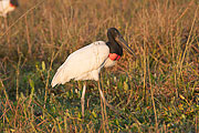 Picture 'Br1_1_00797 Jabiru, Jabiru mycteria, Brazil'